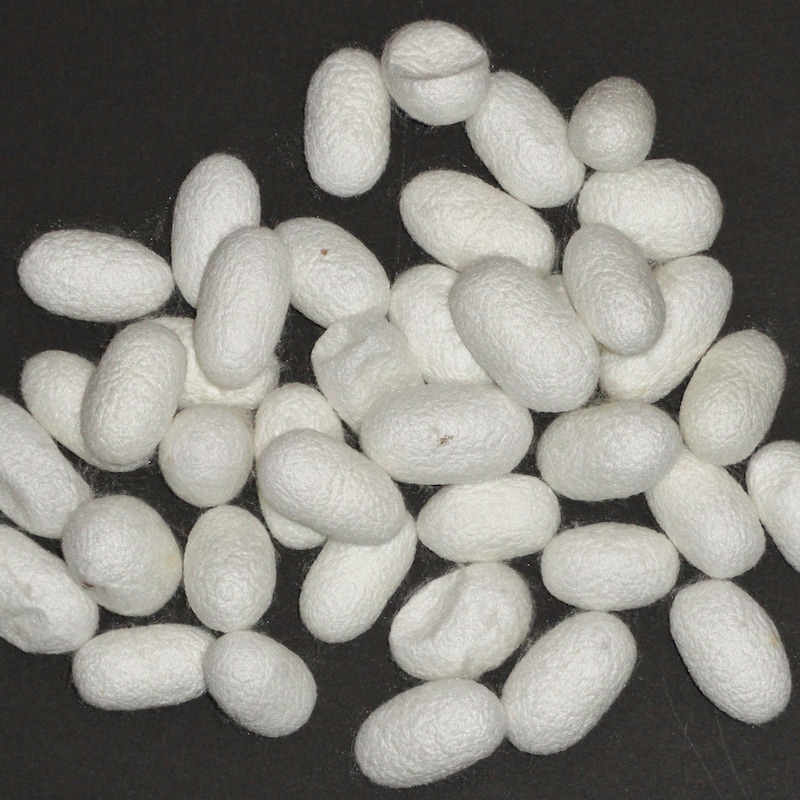 Mini Cocoons Live Moth Cocoons - Etsy