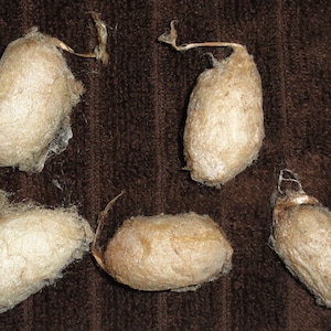 5 Chinese Oak Tussah cocoons with intact pupa (mummified) Antheraea pernyi