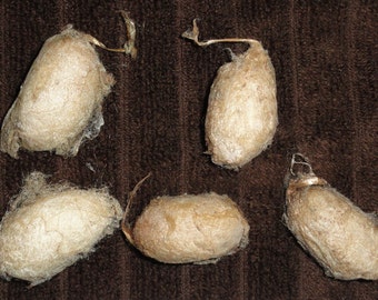 5 Antheraea pernyi (Chinese Tussah Silkmoth) cocoons with intact pupa (mummified)