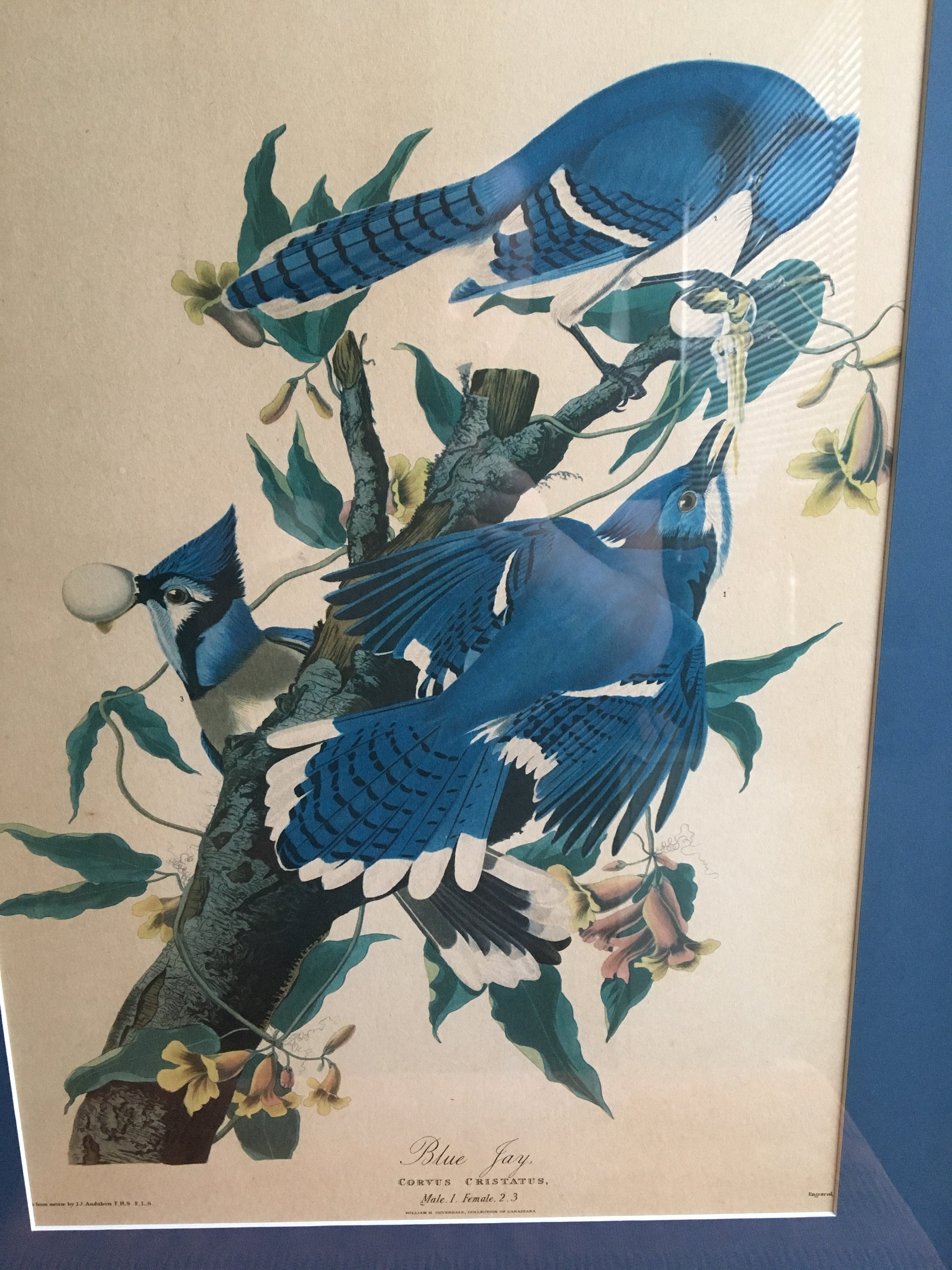 Vintage Framed JJ Audubon Print of Blue Jays/ Corvus Cristatus