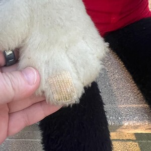 May include: Close-up of a plush toy's white paw with a beige velcro patch. The toy has black fur and a red garment visible in the background. The fur appears soft and fluffy.