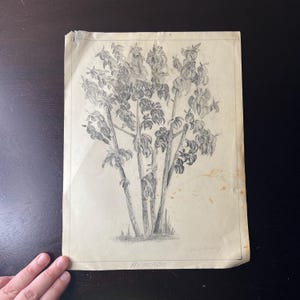 Puede incluir: Boceto a lápiz de un árbol con múltiples troncos y ramas frondosas. El dibujo está sobre papel envejecido con la palabra "AVHERDO" en la parte inferior. El boceto es en blanco y negro.