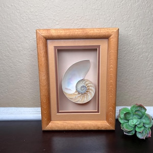 Puede incluir: Obra de arte enmarcada con una concha de nautilus. La concha, con su diseño en espiral y tonos iridiscentes, se encuentra sobre un fondo neutro dentro de un marco de madera. Una pequeña planta suculenta es visible a la derecha.