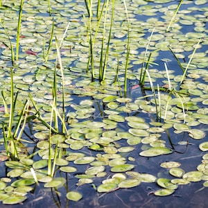 Photo art print of floating water plants and grass- abstract pattern.