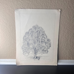 Puede incluir: Boceto a lápiz de un árbol grande con una copa llena y redondeada. El dibujo está sobre papel envejecido con un borde fino. La palabra "ceder" está escrita en la parte inferior. Un pequeño pájaro está dibujado cerca del tronco.