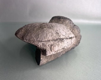 Sedimentary Rock Specimen with Fossil Fragment – NW Montana