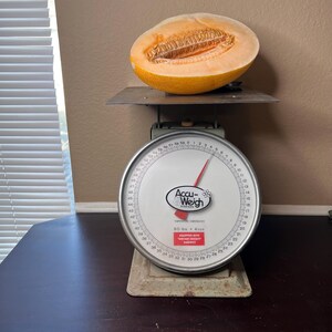 May include: A halved cantaloupe melon sits on a vintage silver scale with a red needle pointing to 15.5 ounces. The scale has a white face with black markings and the words "Accu-Weigh to be sure" printed on it.