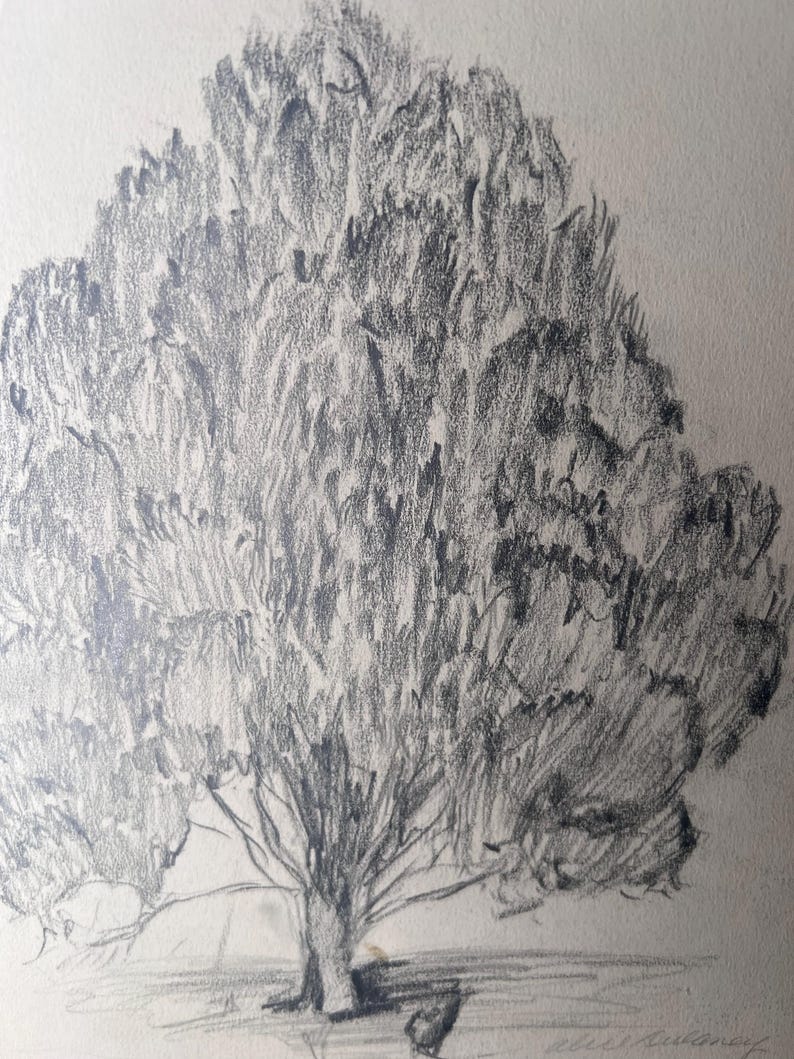 Tree Trunk Shading Vintage 1940s Cedar Tree Nature Study, Original Pencil Art by Alice ...