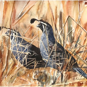 QUAIL in the GRASS art print an Original or a ltd. edition s/n giclee watercolor print of California quail art by Andy Sewell image 1