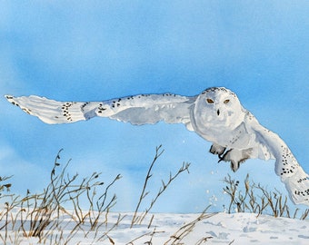 Snowy owl - a limited edition s/n giclee art print  from an original watercolor of a Snowy Owl Swooping - by Andy Sewell