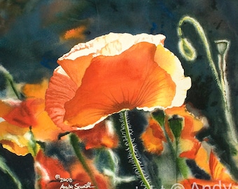 a "Poppy Glow" Orange Poppy wall Art Print - a ltd. ed. s/n giclee art print from a watercolor of poppies in the sun - by Andy Sewell