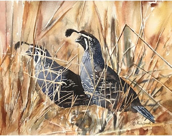 QUAIL in the GRASS art print - an Original or a ltd. edition s/n giclee watercolor print of California quail art - by Andy Sewell