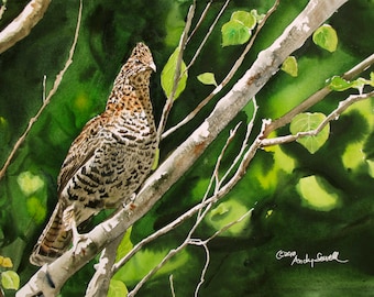Ruffed Grouse Watercolor Print: Limited Edition Bird Art