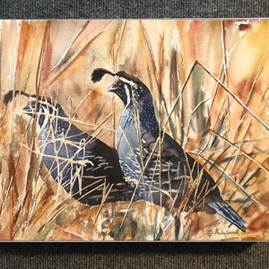 QUAIL in the GRASS art print an Original or a ltd. edition s/n giclee watercolor print of California quail art by Andy Sewell image 3
