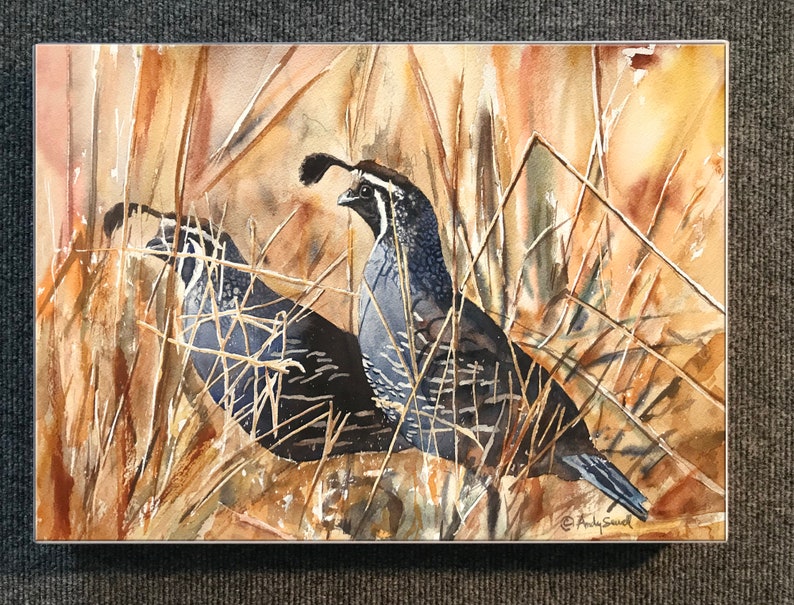 QUAIL in the GRASS art print an Original or a ltd. edition s/n giclee watercolor print of California quail art by Andy Sewell image 3