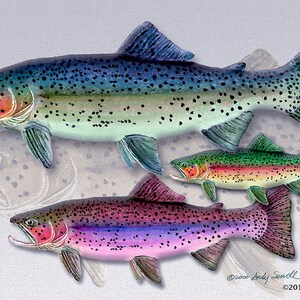 TROUT ART PRINT - an open edition  giclee reproduction of fly fishing art, watercolor print  - by Andy Sewell