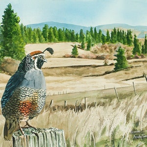 QUAIL ART PRINT - a limited edition s/n giclee reproduction of california quail art, watercolor print  - by Andy Sewell
