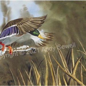 Flying Mallard Duck Watercolor - an original or open edition giclee art print by Andy Sewell, duck wall art, wildlife artwork, cabin art