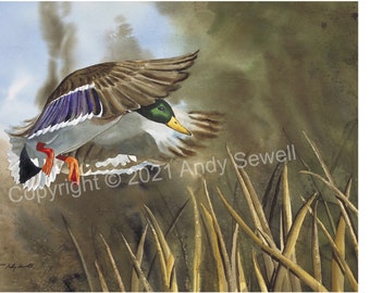 Flying Mallard Duck Watercolor - an original or open edition giclee art print by Andy Sewell, duck wall art, wildlife artwork, cabin art