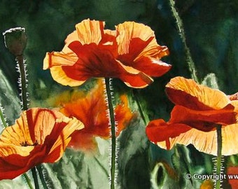 Red Poppy Art Print - a limited edition s/n giclee art print  from an original watercolor of poppies glowing in the sun - by Andy Sewell