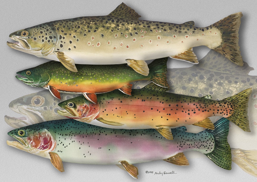 TROUT ART PRINT a Limited Edition S/n Giclee Reproduction of Fly