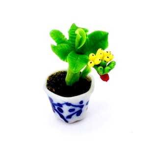 Könnte beinhalten: Eine Miniatur-Pflanze im Topf mit grünen Blättern und gelben Früchten. Der Topf ist weiß mit blauen und weißen Blumenmustern.