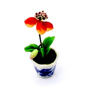 May include: A miniature potted orchid plant with a red and white flower in a blue and white ceramic pot.