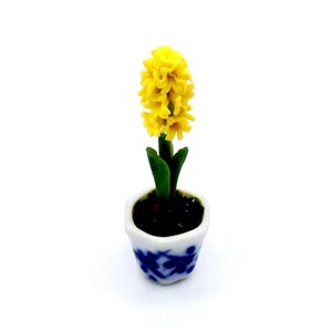 May include: A miniature yellow hyacinth flower in a small white and blue patterned ceramic pot. The flower has a dense cluster of small, bright yellow blossoms. The pot has a dark soil base and green leaves.