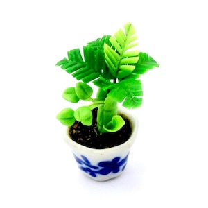 May include: A miniature potted plant with green leaves in a white ceramic pot with blue floral designs.
