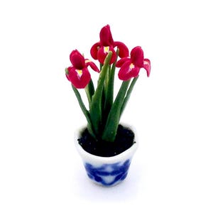 Può includere: Una pianta in vaso in miniatura caratterizzata da diversi fiori di iris color magenta vibrante con centri gialli e bianchi, sostenuti da foglie verdi sottili. La pianta è alloggiata in un piccolo vaso di ceramica bianca con un motivo floreale blu.