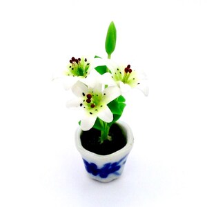 May include: A miniature white lily plant in a blue and white ceramic pot. The plant has green leaves and white flowers with brown centers.