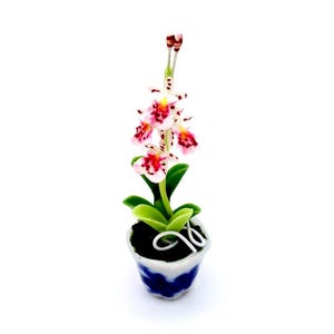 May include: A small white and pink orchid plant with red spots on the petals, potted in a blue and white ceramic pot.