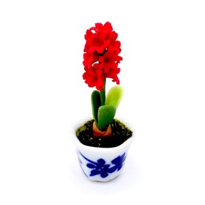 May include: A miniature red hyacinth plant in a white ceramic pot with blue floral designs. The plant has green leaves and a cluster of red flowers.