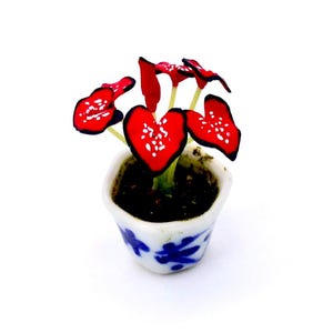 May include: A miniature red flower plant in a white and blue ceramic pot. The plant has heart-shaped leaves with white dots.