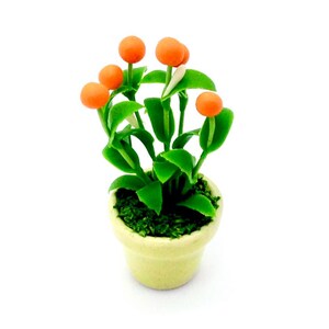 Könnte beinhalten: Eine kleine Topfpflanze mit orangefarbenen Blüten und grünen Blättern. Der Topf ist hellgelb.