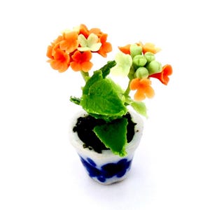 May include: Miniature potted plant with orange and white flowers, green leaves, and a blue and white patterned pot. The plant is set against a white background.