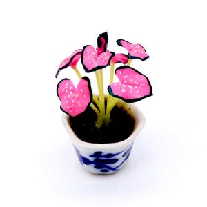 May include: A miniature pink and black potted plant in a white and blue patterned ceramic pot. The plant has a green stem and pink leaves with black edges.