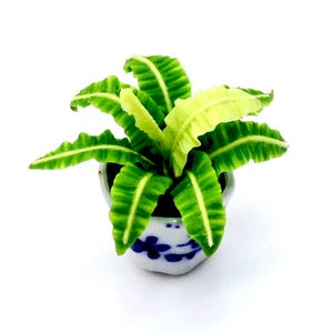 Può includere: Una pianta in miniatura in vaso con foglie verdi e gialle in un vaso di ceramica bianco e blu. La pianta è un tipo di felce.
