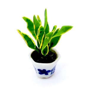 May include: A small potted plant with green and yellow leaves in a white ceramic pot with blue floral designs.