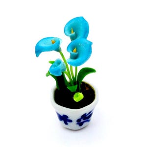 Può includere: Una pianta di calla lily blu in miniatura in un vaso di ceramica bianco e blu. La pianta ha quattro fiori e foglie verdi.