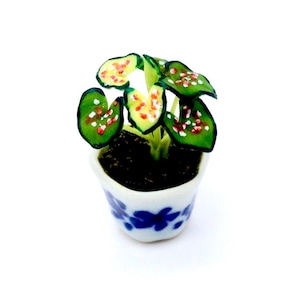 May include: A miniature potted plant with green leaves with white and red spots, in a white ceramic pot with blue floral designs.