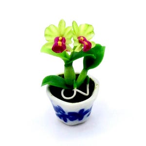 以下が含まれることがあります： ライムグリーンとマゼンタの花が2つ咲いたミニチュア鉢植えの蘭。植物は濃い緑色の葉と茎を持っています。小さな白いセラミックポットには青い花柄があります。背景は無地の白です。