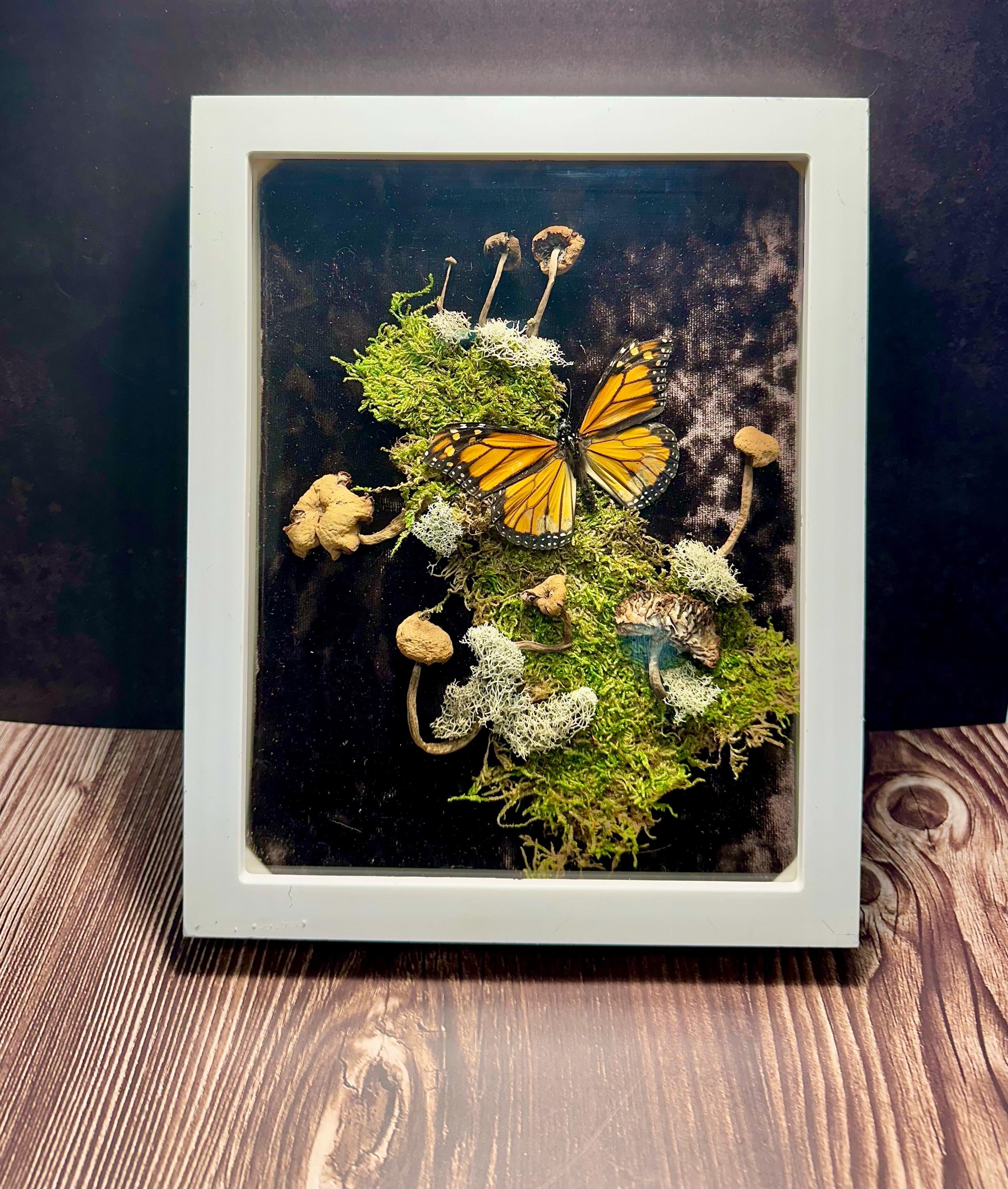 Real Monarch Butterfly and Preserved Mushroom Wall Art in White Frame - Taxidermy Wall Decor with Real Butterfly Mushrooms and Moss