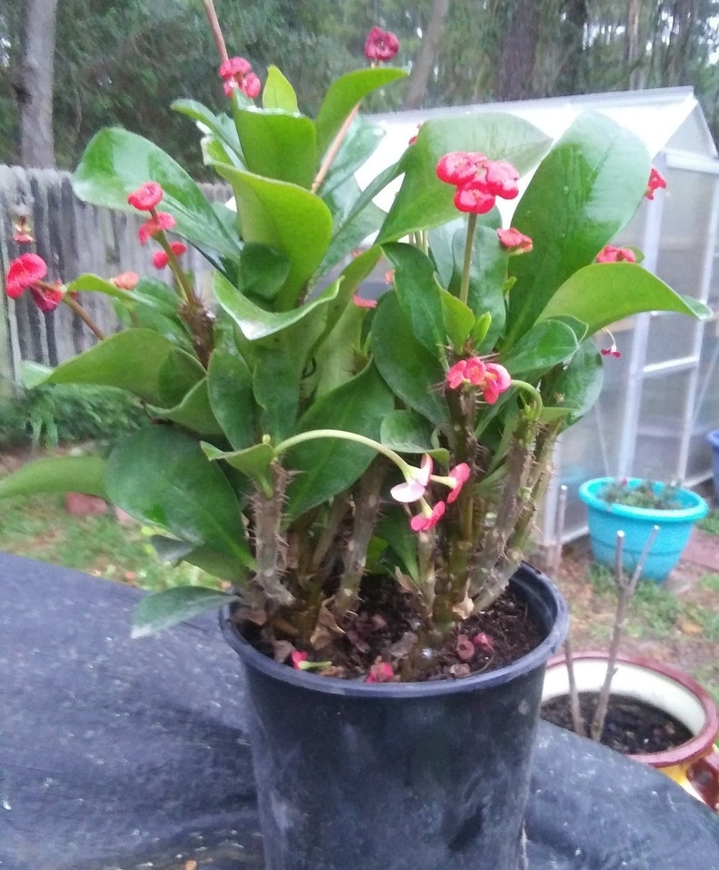 Crown of Thorns Plant with RED Flowers Euphorbia Milii
