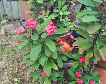 Euphorbia Milii PINK Crown Of Thorns CUTTING No Roots QTY 1
