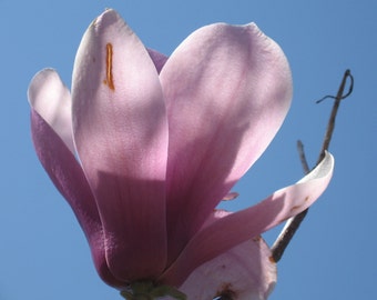 Cheekwood Blossom