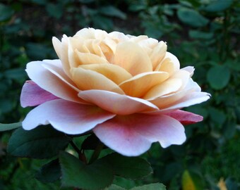 Early Morning Flower