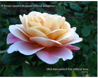 Early Morning Flower "Live Without Love" poster