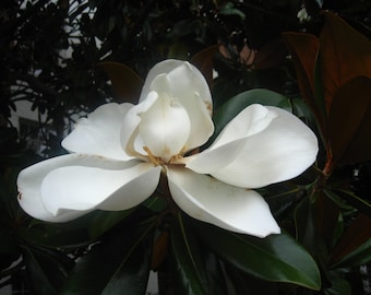 Magnolia Detail