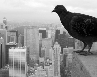 Pigeon of New York